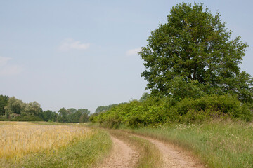 road in the rural countryside along biodiverse field edges