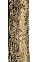 Big tree trunk isolated on white background with clipping path.