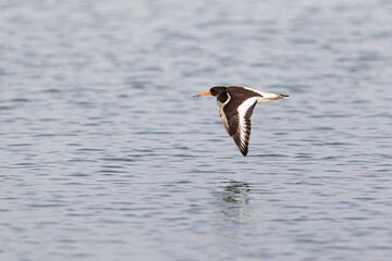 eurasian oystercatcher (haematopus ostralegus) in flight during autumn migration at Falsterbo in Sweden