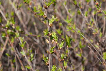 small green leaves on twigs after winter in springtime on a natural background. The time of nature's renewal. Natural background with green brunch