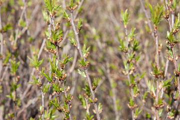 small green leaves on twigs after winter in springtime on a natural background. The time of nature's renewal. Natural background with green brunch