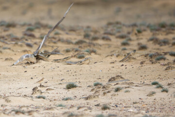 adult tawny pipit (anthus campestris) in its natural sandy habitat