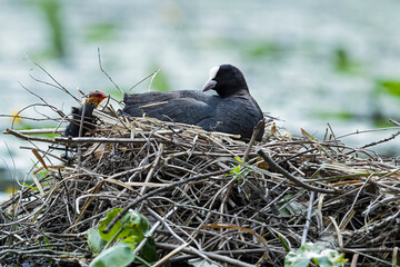 eurasian coot (fulica atra) on its nest incubating or warming freshly hatched chicks and another...
