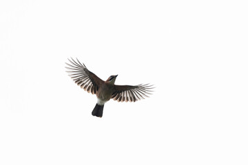 Obraz premium eurasian jay (garrulus glandarius) in flight from side