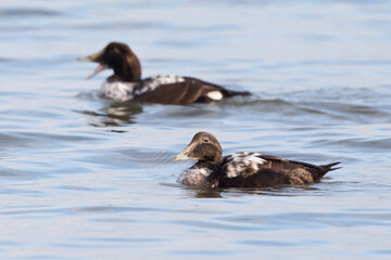 immature male common eider (somateria mollissima) swimming on north sea