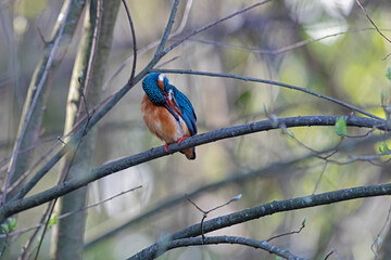 common kingfisher (alcedo atthis) perching on a branch and preening its feathers