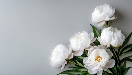 Bright white peony blooms on a soft gray tabletop. Open area for personal, emotional messages, quotes, or sayings. Close-up shot.