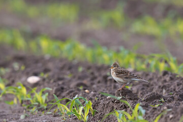 singing eurasian skylark (alauda arvensis) on a fresh cornfield