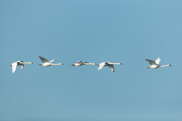 a flock of mute swans (cygnus olor) in flight