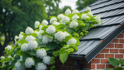 Selective emphasis on a white flower adorning a brick-roofed house with green foliage, belonging to the family Hydrangeaceae, natural floral backdrop