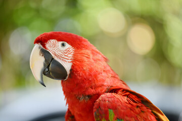 portrait greenwing macaw free flying parrot