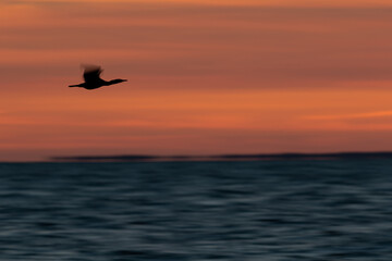 great cormorant (phalacrocorax carbo ssp. sinensis) in flight in the morning dawn above the baltic sea 