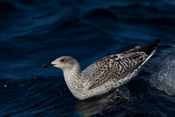 First calendar year great black-backed gull (larus marinus) swimming on open water of the North Sea in the German Beight