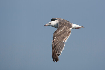 Third calendar year great black-backed gull (larus marinus) in flight