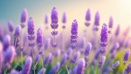 Fototapeta premium Lavender Blossoms in a Sunlit Field. Gentle Focus on Purple Lavender Flowers with Space for Copy. Background of Summer Scenery.
