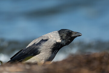 Calling Hooded Crow (Corvus cornix)