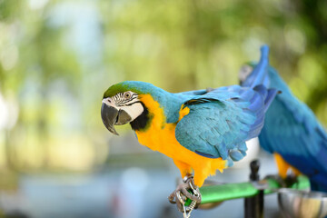 portrait blue and gold macaw free flying parrot.