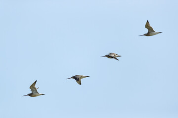 a flock of bar-tailed godwit (limosa lapponica) in flight on  autumn migration