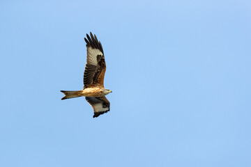 Juvenile or first calendar year red kite (milvus milvus) in flight on its first autumn migration above Falsterbo in Sweden