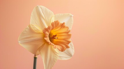 Obraz premium A beautiful daffodil in full bloom against a soft peach background. The delicate petals of the flower are a creamy white, with a bright yellow center.