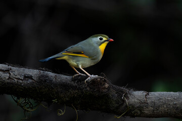 Red-billed leiothrix