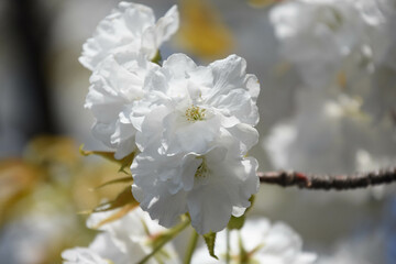 千原桜