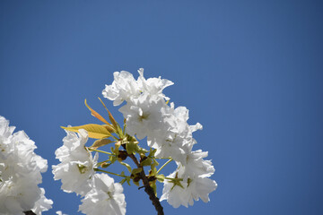 千原桜