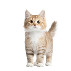 Obraz premium A cute and fluffy tabby kitten with big eyes and a curious expression posing directly in front of the in a studio setting