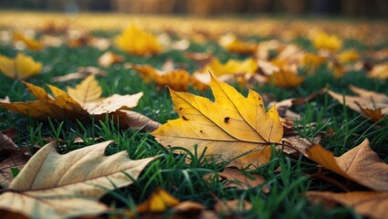 Fresh Autumn Morning Among the Leaves