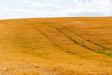 Fototapeta premium Rolling hills covered in golden wheat sway in the wind beneath a moody grey sky. A poetic landscape caught between serenity and the storm that waits on the horizon