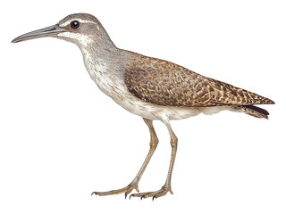 Obraz premium Striking profile of a graceful wading bird, captured in crisp detail against a pure white background.