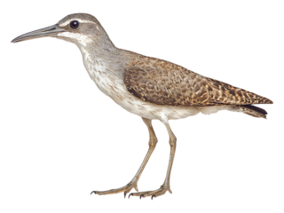 Striking profile of a graceful wading bird, captured in crisp detail against a pure white background.