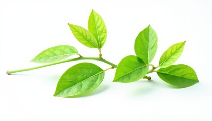Fototapeta premium Delicate stem with soft green leaves isolated on white background, stem, botanical