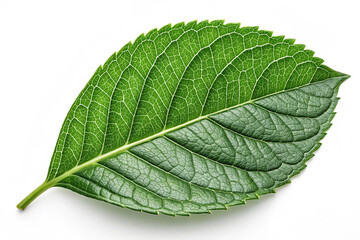 Obraz premium Shiny green leaf with natural texture isolated on white background. A shiny green leaf with intricate natural texture, isolated on a white background, highlighting its glossy surface and veins