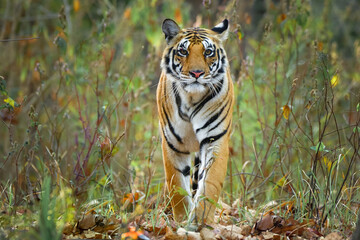 Young tigress