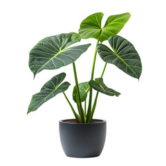 A Vibrant Alocasia Plant with Large Arrowhead Leaf Isolated on Transparent Background