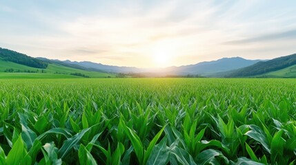 Lush green cornfield at sunrise, stretching to distant mountains