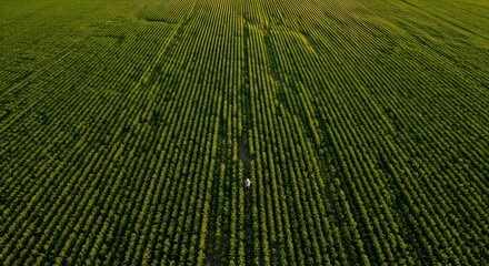 Fototapeta premium Aerial view sunflower field with sunset.