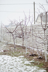 Obraz premium Bare trees in early spring with snow on the ground after sudden snowfall in backyard orchard