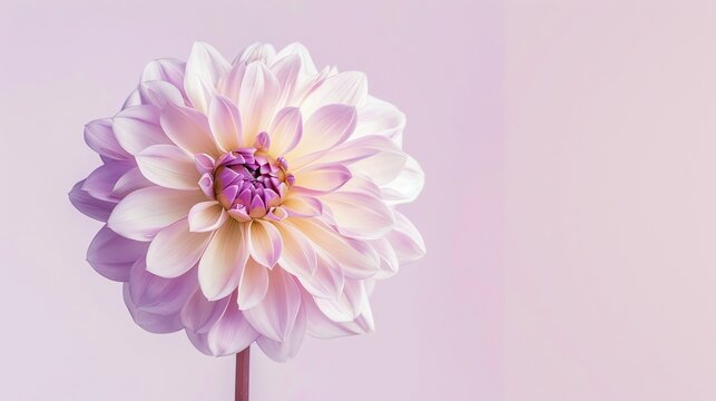 Soft focus of a beautiful pink dahlia flower in full bloom against a pale pink background.