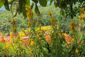 yellow flowers in the garden. A captivating view of a flower garden, showcasing a profusion of vibrant yellow flowers amidst a tapestry of red and orange blossoms.