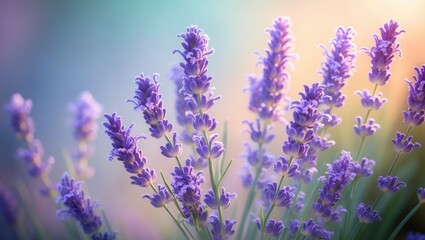 Fototapeta premium Detailed shot of lavender petals, Gentle focus on banner background