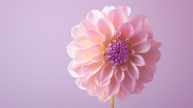 A beautiful pink dahlia flower in full bloom against a pale pink background. - Powered by Adobe