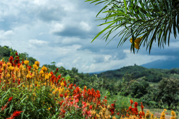 Colorful flower garden with lush greenery and mountain backdrop. High-angle view of a vibrant flower garden with various colorful flowers arranged in intricate patterns.