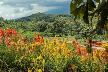 Colorful flower garden with lush greenery and mountain backdrop. High-angle view of a vibrant flower garden with various colorful flowers arranged in intricate patterns.