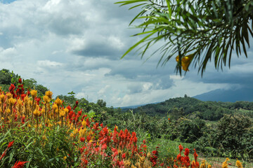 Colorful flower garden with lush greenery and mountain backdrop. High-angle view of a vibrant flower garden with various colorful flowers arranged in intricate patterns.