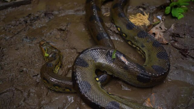 Close-up of an Anaconda Crawling on the Amazon Riverbank, Iquitos