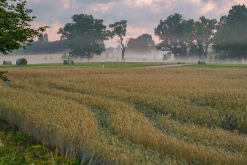 Fox on hay roll in the countryside