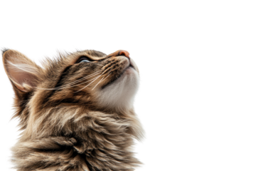 Fluffy cat gazing upwards