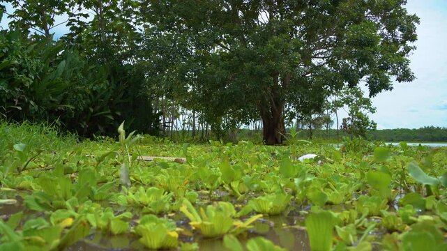 Pistia Plants Covering the Water Near the Amazon Riverbank, Iquitos